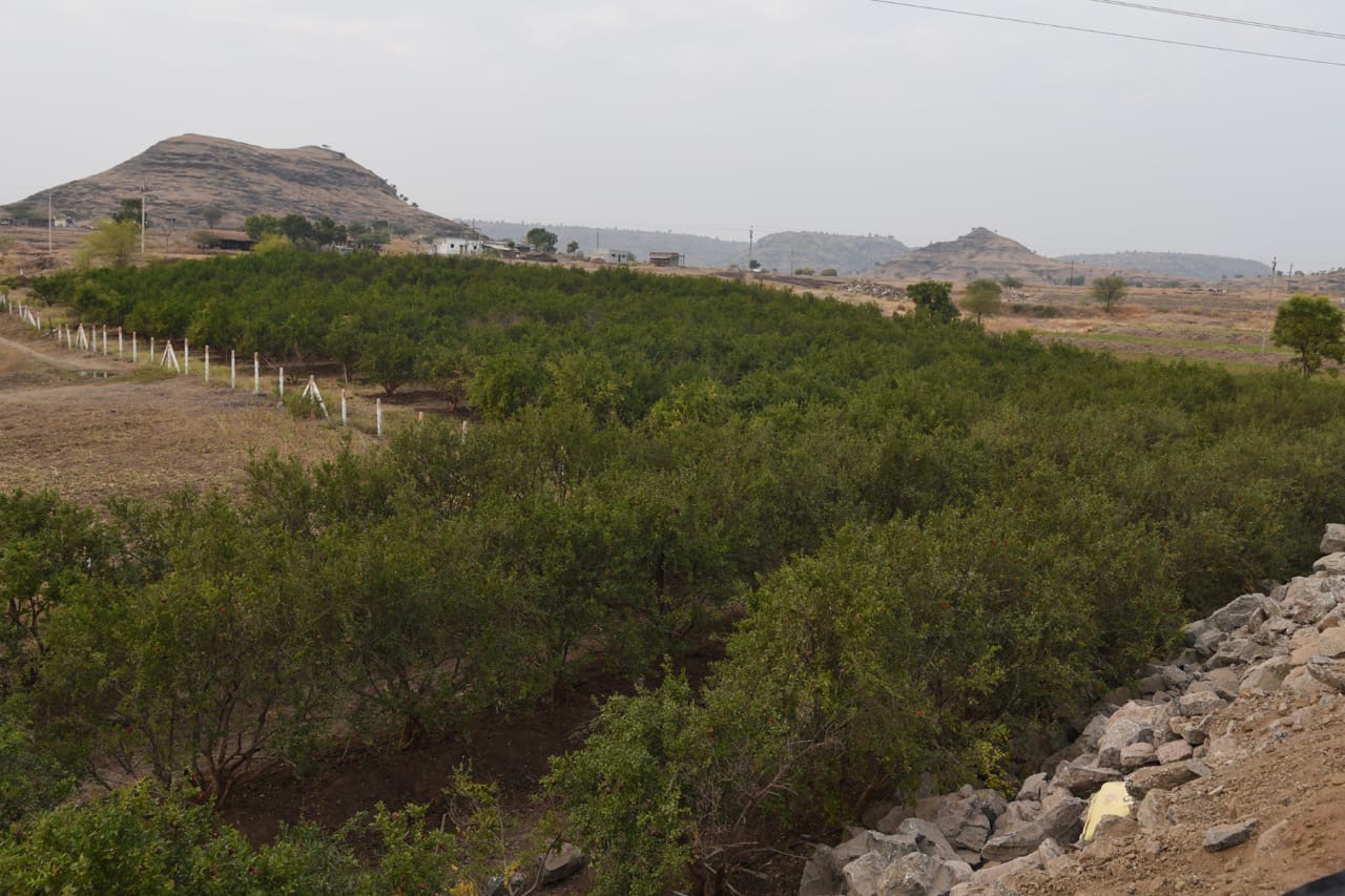 Pomegranate orchard at LTC Farms