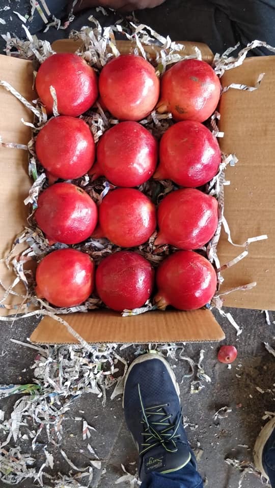 Ripe pomegranates ready for export
