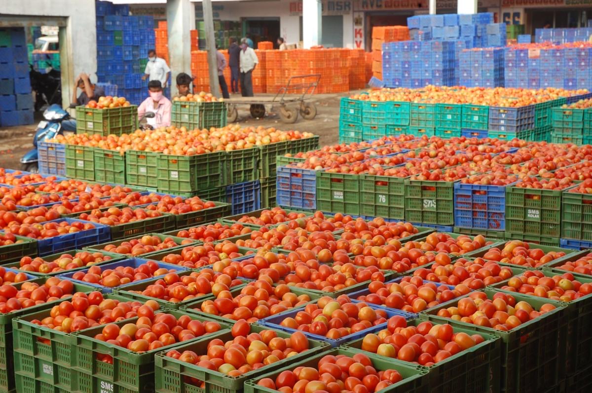 Crates of fresh tomatoes at an Indian market yard